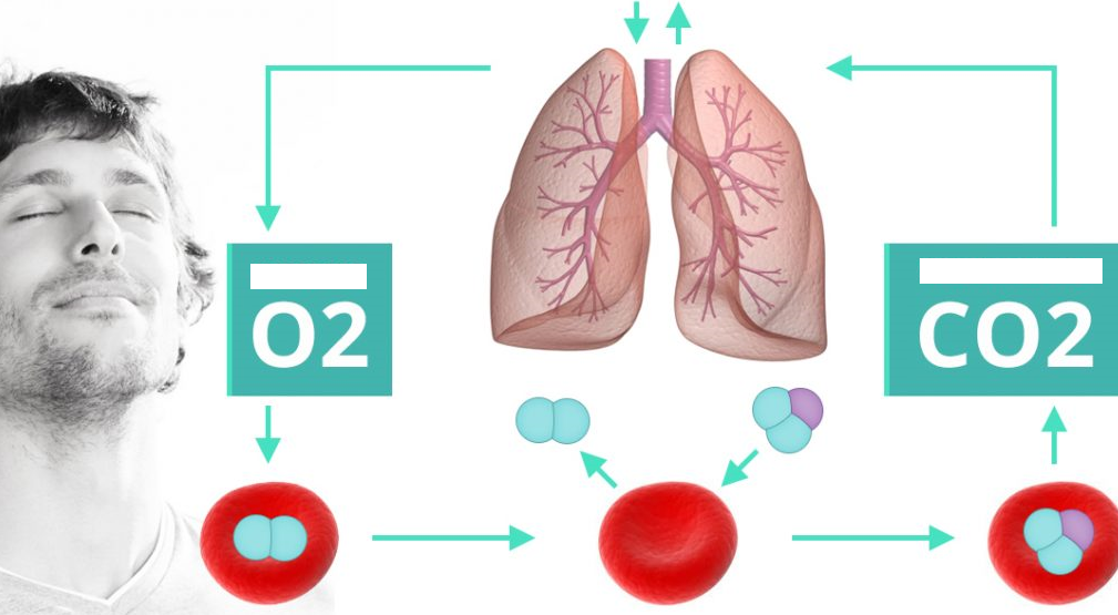 the-carbon-dioxide-oxygen-cycle-diagram-quizlet